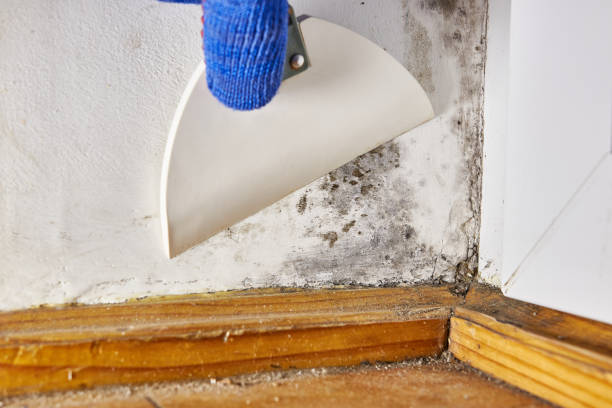 Best Industrial Mold Remediation  in Clyde, NY
